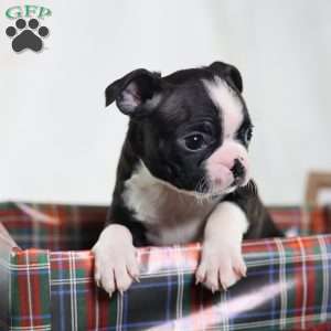 Esme, Boston Terrier Puppy